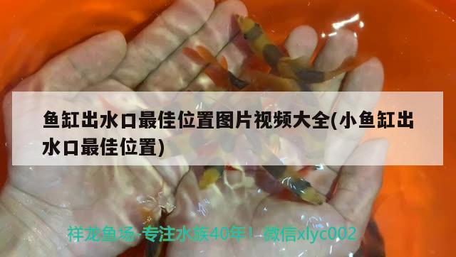 觀賞魚玉面皇冠（觀賞魚玉面皇冠能吃嗎） 哥倫比亞巨暴魚苗