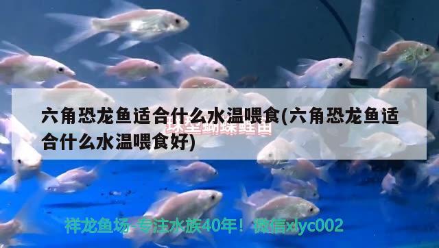 六角恐龍魚適合什么水溫喂食(六角恐龍魚適合什么水溫喂食好) 南美異形觀賞魚