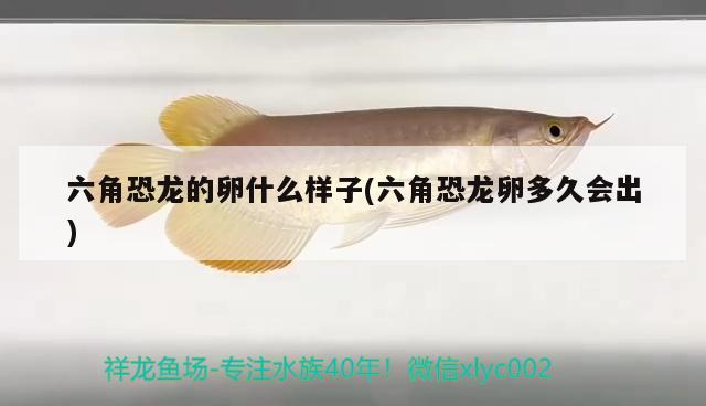 六角恐龍的卵什么樣子(六角恐龍卵多久會出) 黃金達摩魚