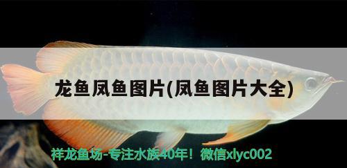 魚缸加熱器離水故障怎么辦(魚缸加熱器進水還能用嗎) 銀龍魚