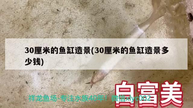 30厘米的魚(yú)缸造景(30厘米的魚(yú)缸造景多少錢(qián)) 福魟魟魚(yú)