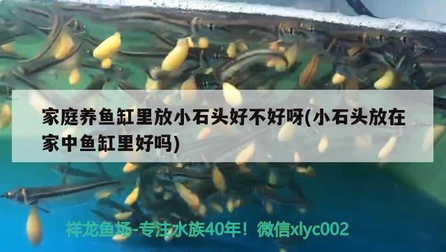 家庭養(yǎng)魚缸里放小石頭好不好呀(小石頭放在家中魚缸里好嗎)