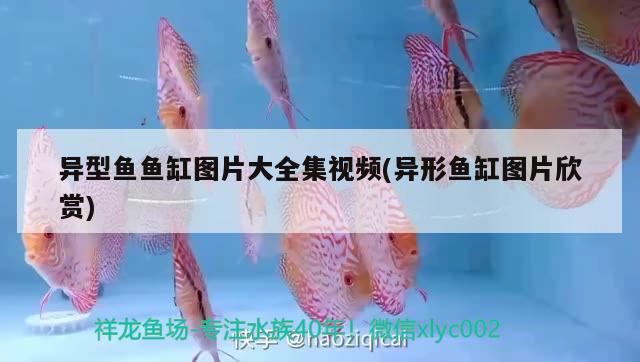 雷龍魚能長多大，能活多久？，雷龍魚和大型雷龍魚最漂亮排行榜對應(yīng)的養(yǎng)殖方式 巴卡雷龍魚 第3張