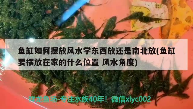 魚缸如何擺放風水學東西放還是南北放(魚缸要擺放在家的什么位置風水角度)