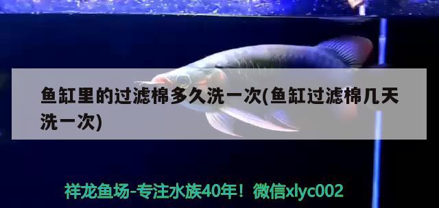 魚缸里的過濾棉多久洗一次(魚缸過濾棉幾天洗一次) 細(xì)線銀版魚