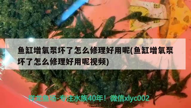 魚缸增氧泵壞了怎么修理好用呢(魚缸增氧泵壞了怎么修理好用呢視頻) 水族雜談