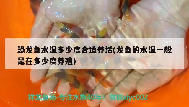 恐龍魚水溫多少度合適養(yǎng)活(龍魚的水溫一般是在多少度養(yǎng)殖) 魚糧魚藥