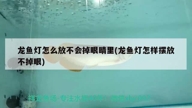 龍魚燈怎么放不會(huì)掉眼睛里(龍魚燈怎樣擺放不掉眼)