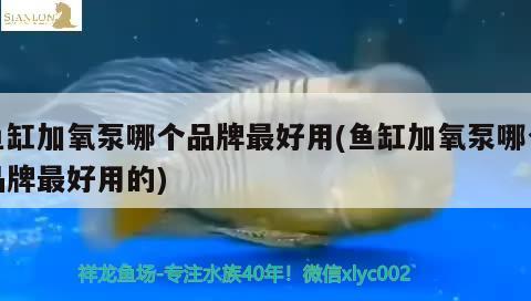 魚缸磕了角怎么處理（魚缸磕到角） 其他品牌魚缸 第3張