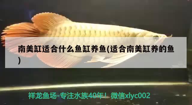 南美缸適合什么魚缸養(yǎng)魚(適合南美缸養(yǎng)的魚)