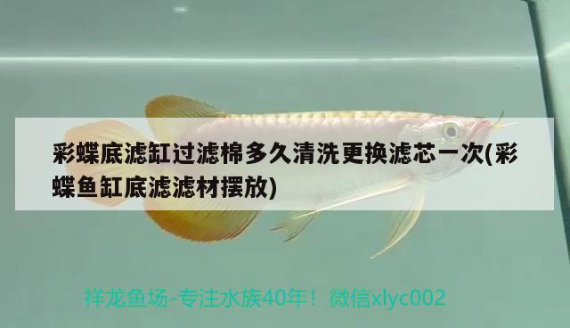 彩蝶底濾缸過濾棉多久清洗更換濾芯一次(彩蝶魚缸底濾濾材擺放) 雪龍魚