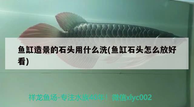 魚缸造景的石頭用什么洗(魚缸石頭怎么放好看)