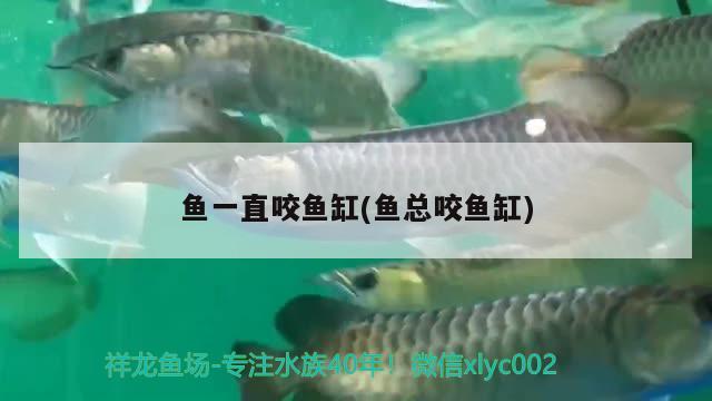 魚一直咬魚缸(魚總咬魚缸)