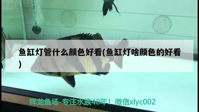 魚缸燈管什么顏色好看(魚缸燈啥顏色的好看)