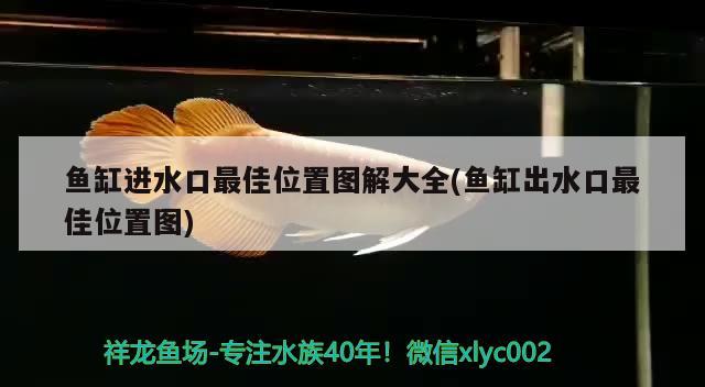 魚(yú)缸進(jìn)水口最佳位置圖解大全(魚(yú)缸出水口最佳位置圖) 南美異型魚(yú)