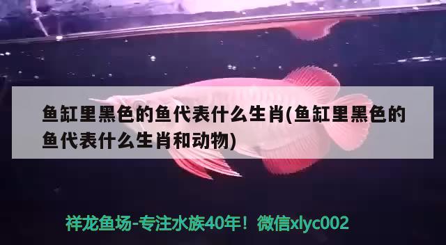 魚缸里黑色的魚代表什么生肖(魚缸里黑色的魚代表什么生肖和動物) 錦鯉池魚池建設