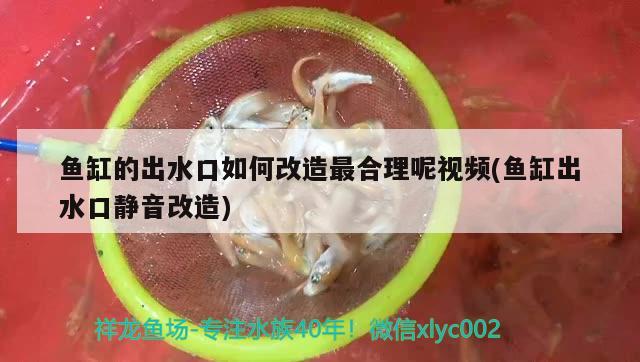 90厘米魚缸造景圖(80魚缸造景圖片欣賞)