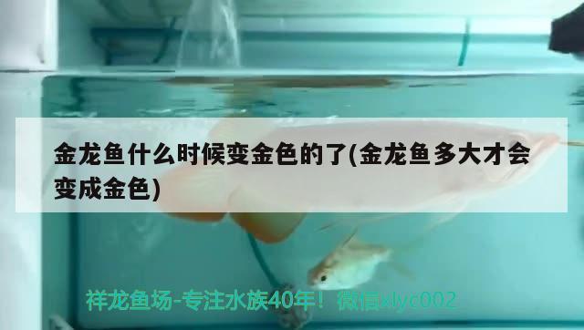 魚缸用什么形狀好(魚缸什么形狀好?)