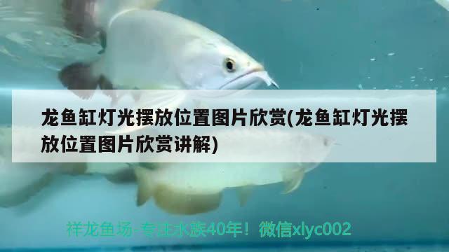 龍魚(yú)缸燈光擺放位置圖片欣賞(龍魚(yú)缸燈光擺放位置圖片欣賞講解) 帝王迷宮