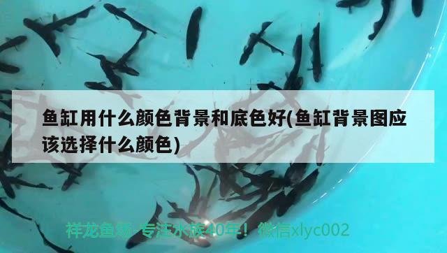 魚(yú)缸用什么顏色背景和底色好(魚(yú)缸背景圖應(yīng)該選擇什么顏色) 國(guó)產(chǎn)元寶鳳凰魚(yú)