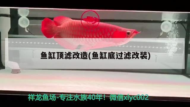 魚缸頂濾改造(魚缸底過濾改裝)