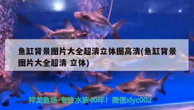 魚缸背景圖片大全超清立體圖高清(魚缸背景圖片大全超清立體) 圖騰金龍魚