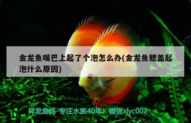 金龍魚嘴巴上起了個泡怎么辦(金龍魚鰓蓋起泡什么原因) 觀賞魚百科