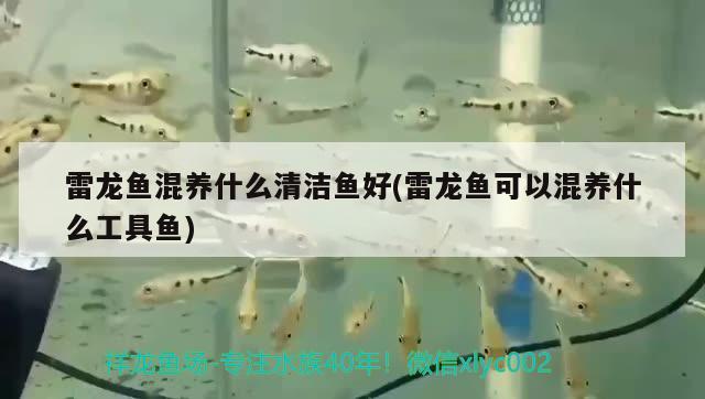 雷龍魚混養(yǎng)什么清潔魚好(雷龍魚可以混養(yǎng)什么工具魚)