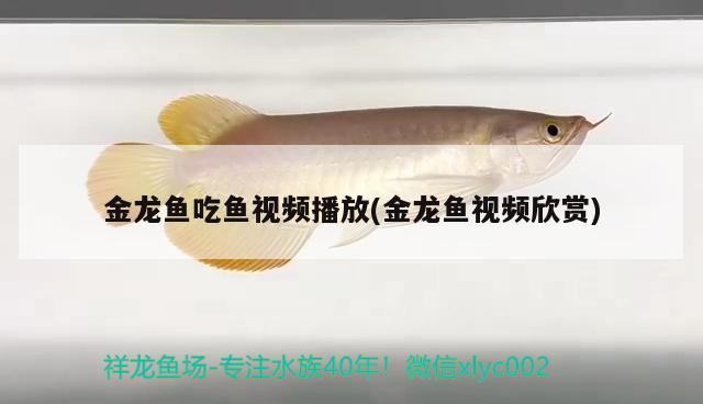 金龍魚吃魚視頻播放(金龍魚視頻欣賞)