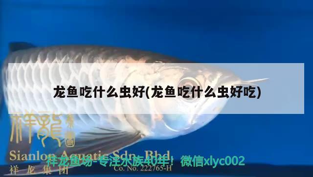 龍魚吃什么蟲好(龍魚吃什么蟲好吃)