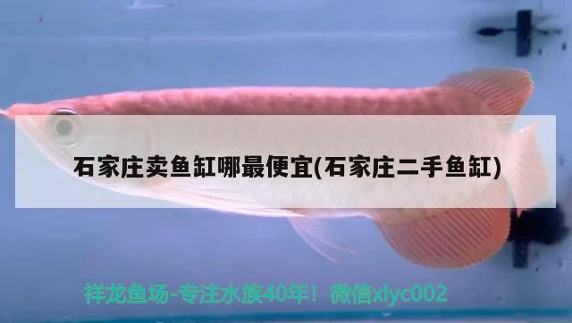 石家莊賣魚缸哪最便宜(石家莊二手魚缸)