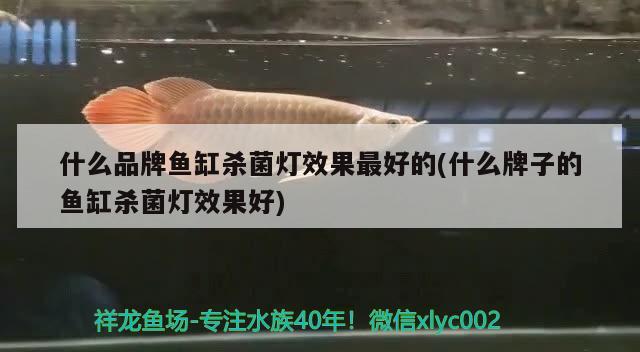 什么品牌魚缸殺菌燈效果最好的(什么牌子的魚缸殺菌燈效果好)