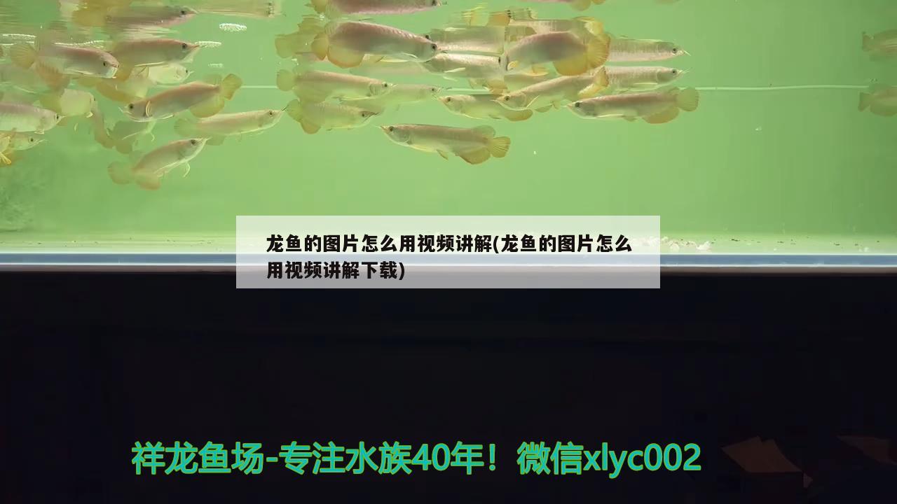 魚缸常見水草(魚缸常見水草圖片)