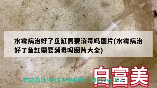 水霉病治好了魚缸需要消毒嗎圖片(水霉病治好了魚缸需要消毒嗎圖片大全) 白子紅龍魚