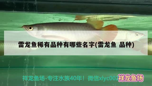 雷龍魚稀有品種有哪些名字(雷龍魚品種) 黃金斑馬魚