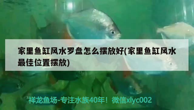 家里魚(yú)缸風(fēng)水羅盤(pán)怎么擺放好(家里魚(yú)缸風(fēng)水最佳位置擺放) 魚(yú)缸風(fēng)水