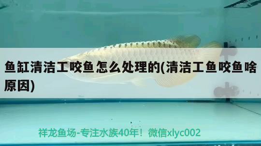 棗莊水族館飼養(yǎng)羅漢 黃金招財(cái)貓魚 第2張