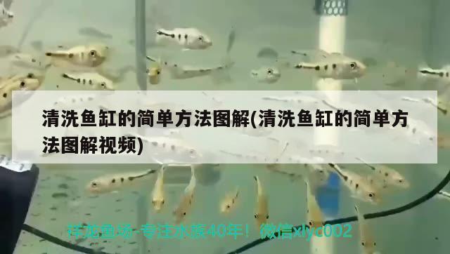 龍魚飼料g1和g2的區(qū)別圖片（龍魚飼料哪個品牌好） 觀賞魚飼料 第2張