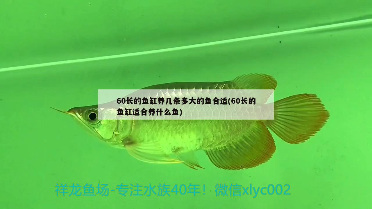 60長的魚缸養(yǎng)幾條多大的魚合適(60長的魚缸適合養(yǎng)什么魚) 羅漢魚