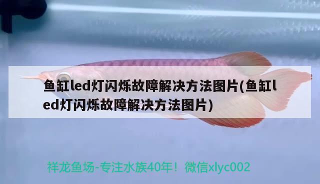 礦泉水瓶怎么做魚缸過濾器圖片教程（怎么用氧氣泵做一個(gè)過濾器） 野彩魚 第1張