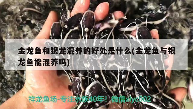 金龍魚和銀龍混養(yǎng)的好處是什么(金龍魚與銀龍魚能混養(yǎng)嗎) 銀龍魚