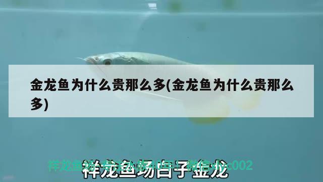 金龍魚(yú)為什么貴那么多(金龍魚(yú)為什么貴那么多) 觀賞魚(yú)批發(fā)