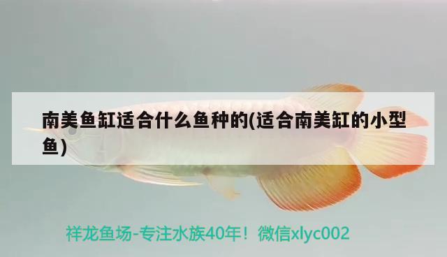 南美魚(yú)缸適合什么魚(yú)種的(適合南美缸的小型魚(yú)) 黑影道人魚(yú)