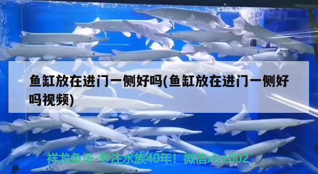 魚缸放在進(jìn)門一側(cè)好嗎(魚缸放在進(jìn)門一側(cè)好嗎視頻)