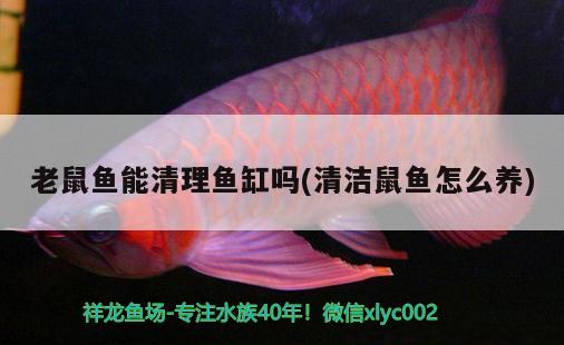 老鼠魚能清理魚缸嗎(清潔鼠魚怎么養(yǎng)) 飛鳳魚