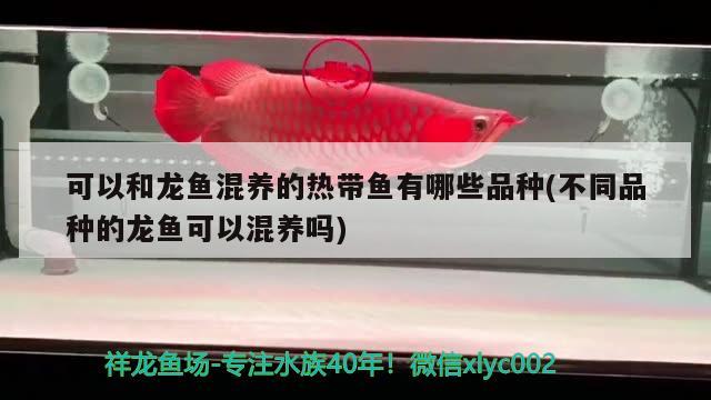 黑虎魚圖片及名稱（黑色的虎魚）