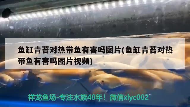 魚缸青苔對熱帶魚有害嗎圖片(魚缸青苔對熱帶魚有害嗎圖片視頻)