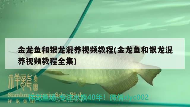 佳木斯水族批發(fā)市場地址電話號碼查詢 佳木斯批發(fā)魚市場 泰國虎魚（泰虎） 第1張