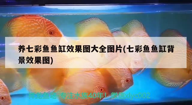 養(yǎng)七彩魚魚缸效果圖大全圖片(七彩魚魚缸背景效果圖) 廣州觀賞魚批發(fā)市場