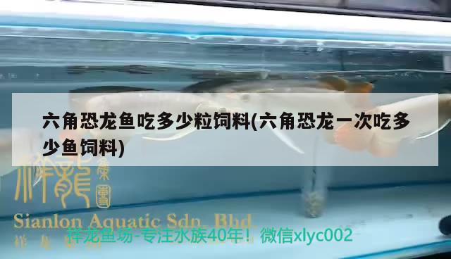 六角恐龍魚吃多少粒飼料(六角恐龍一次吃多少魚飼料) 帝王血鉆魚